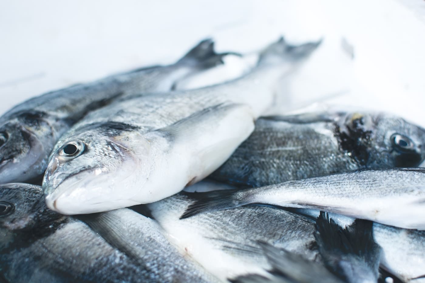 Fresh fish on ice awaiting cold-chain transport